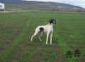 Pedigree META DEL DUDA Pedigree META DEL DUDA